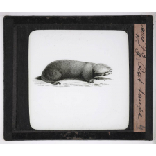 Les Rongeurs. Rat taupe.