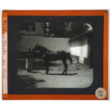 Algérie, agriculture. Barbe du Sud.