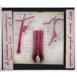 Les Maladies du cuir chevelu. Cheveu, glandes, muscles.