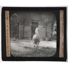 Jardins zoologiques. Jardin des Plantes. Le lama.