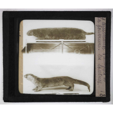 Les Animaux sauvages et la fourrure. Les loutres.