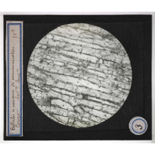 Anatomie végétale. Cellules à canaux de communication. Corozo, section longr.