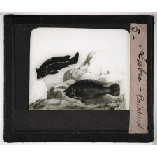 Les Poissons. Labre.
