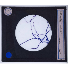 Bactéries. Bacillus subtilis culture.