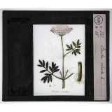 Les Plantes vénéneuses. Cicuta verosa.