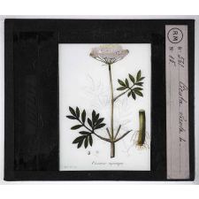 Les Plantes vénéneuses. Cicuta verosa.