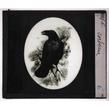Oiseaux et mammifères nuisibles. Corbeau.