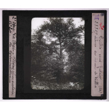 La Forêt. Notions élémentaires de sylviculture. Taillis sous futaie. Chêne de réserve et taillis.