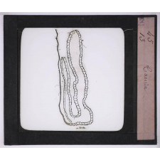 Microbes bacilles. Tænia.