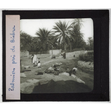 Algérie. Palmiers près de Biskra.
