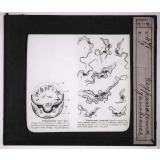 Les Animaux parasites de l'homme. Trypanosoma gambienses.