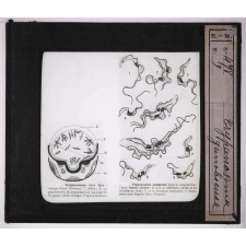 Les Animaux parasites de l'homme. Trypanosoma gambienses.