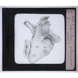 Les Principaux caractères permettant d'appriécier quelques viandes insalubres ou défectueuses. Tuberculose pulmonaire (veau).
