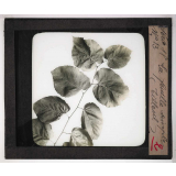 Les Plantes. La feuille simple (tilleul).