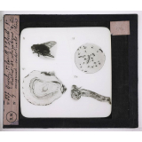Prophylaxie des maladies contagieuses. 1ère série. Transmises par les déjections, les matières fécales, l'eau souillée; les sécrétions respiratoire. 1° Mouche; 2° bacille d'Eberth; 3° huîtres; 4° ulcérations de la muqueuse intestinale (iléon).
