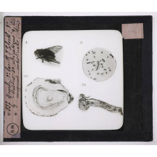 Prophylaxie des maladies contagieuses. 1ère série. Transmises par les déjections, les matières fécales, l'eau souillée; les sécrétions respiratoire. 1° Mouche; 2° bacille d'Eberth; 3° huîtres; 4° ulcérations de la muqueuse intestinale (iléon).