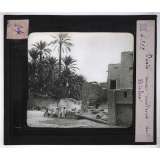 Culture des plantes. Oasis aux environs de Biskra.