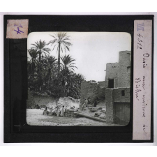 Culture des plantes. Oasis aux environs de Biskra.