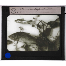 Les Poissons d'eau douce. La carpe cuir.