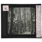 Forêts de France. Feuillus et résineux. Haut perchis de pins Sylvestre et d'épicéas avec sous-étage d'épicéas et de hêtres. 