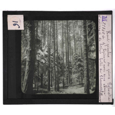 Forêts de France. Feuillus et résineux. Haut perchis de pins Sylvestre et d'épicéas avec sous-étage d'épicéas et de hêtres.
