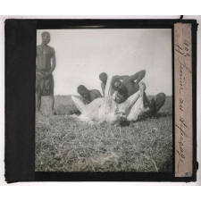 Chasse au grand gibier africain du Mozambique. Lionne au dépeçage.