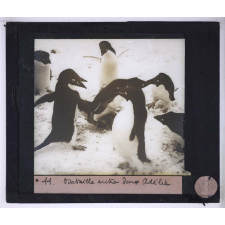 La Vie et les moeurs du pingouin Adélie. Bataille entre deux Adélie.
