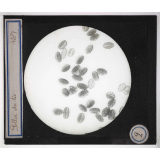 Anatomie végétale. Pollen du lis.