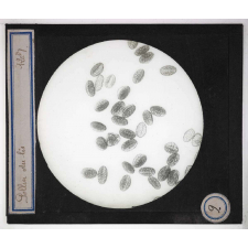 Anatomie végétale. Pollen du lis.