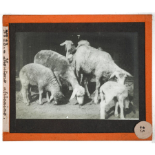 Algérie, agriculture. Moutons africains.