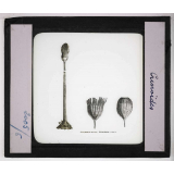 Les Fossiles de l'ère secondaire. Crinoïdes.