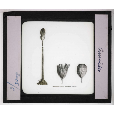 Les Fossiles de l'ère secondaire. Crinoïdes.