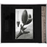 Les Plantes curieuses. Inflorecence de Welwitschia.