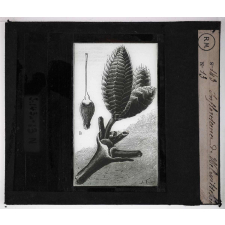 Les Plantes curieuses. Inflorecence de Welwitschia.