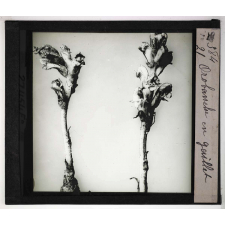 Les Plantes saprophytes, mutualistes et parasites. Orobanche du gaillet.