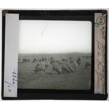 Le Développement économique du Maroc. Le Maroc en 1912. Moutons sur les plateaux près de Ben Guérir.
