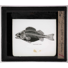 Les Poissons. Squelette de poisson.