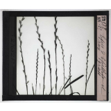 La Ramification et les inflorescences. Épi d'épillets et ray-grass. 