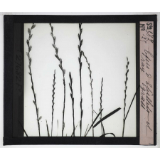 La Ramification et les inflorescences. Épi d'épillets et ray-grass.