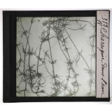 Les Plantes sans fleurs. Charaigne dans l'eau.