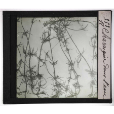 Les Plantes sans fleurs. Charaigne dans l'eau.