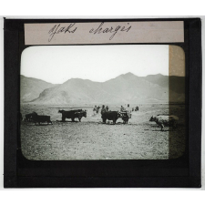 Le Thibet. Yaks chargés.