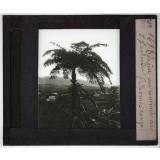 Guadeloupe, Martinique. Fougère au sommet du calvaire (Morne-rouge).