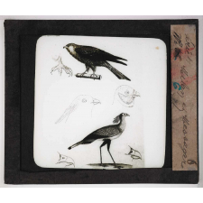 Les Oiseaux (grands rapaces). Milan et Messager.
