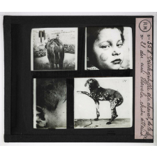 Prophylaxie des maladies contagieuses. 2e série. Transmises par les produits cutanés, le pus, les sécrétions oculaires, les parasites. Trichophytie du cheval, de la face, du cuir chevelu, chien atteint.