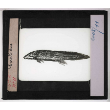 Les Fossiles de l'ère secondaire. Ceratodus.