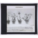 Nitrate de soude. Pétunia.
