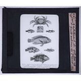 Les Conditions de la vie dans les eaux. Crustacés et poissons émergés subitement du sol par un puits artésien de l'Oued-Rir. 