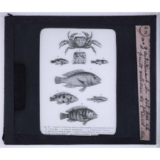 Les Conditions de la vie dans les eaux. Crustacés et poissons émergés subitement du sol par un puits artésien de l'Oued-Rir.