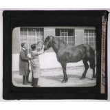 Comment doit-on acheter un cheval ? Examen de l'oeil.